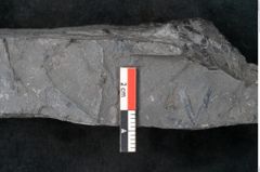 Foto (Detailansicht) von Sphenophyllum schlotheimii Brongniart (NHMW-GEO-2024-0188-11016)